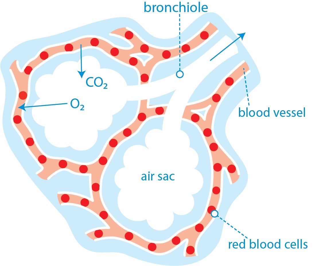How does oxygen get into the bloodstream? Asthma + Lung UK